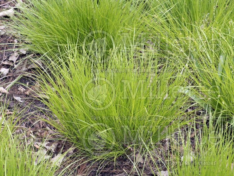 Carex rosea (Sedge Ornamental Grass) 2