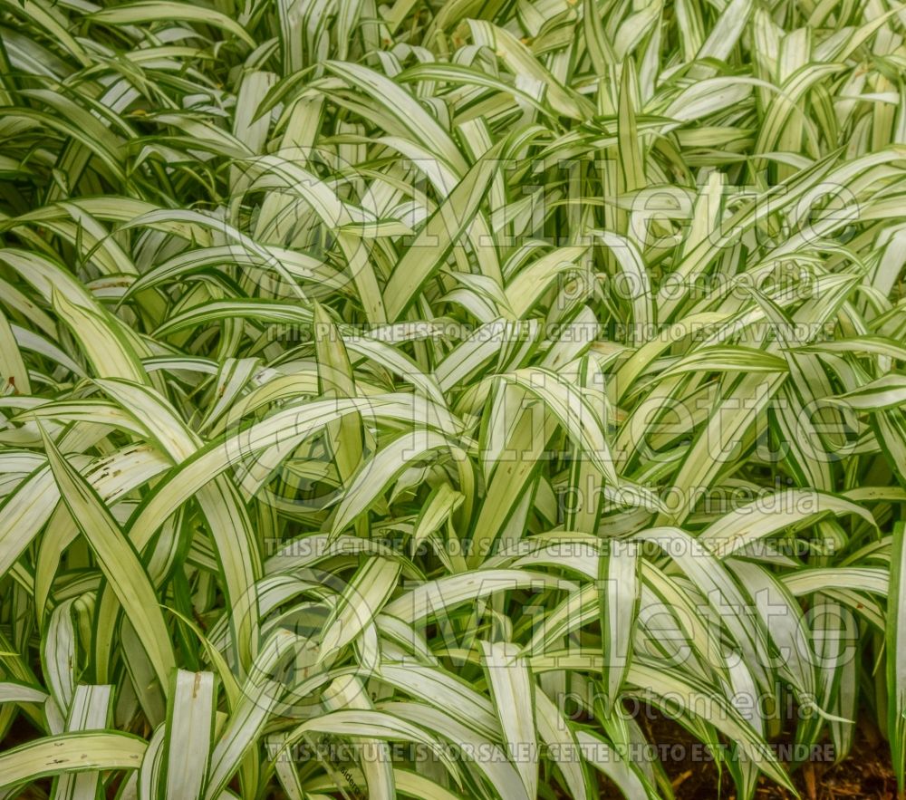 Carex Snow Cap (Broad-leaved Sedge Ornamental Grass) 3