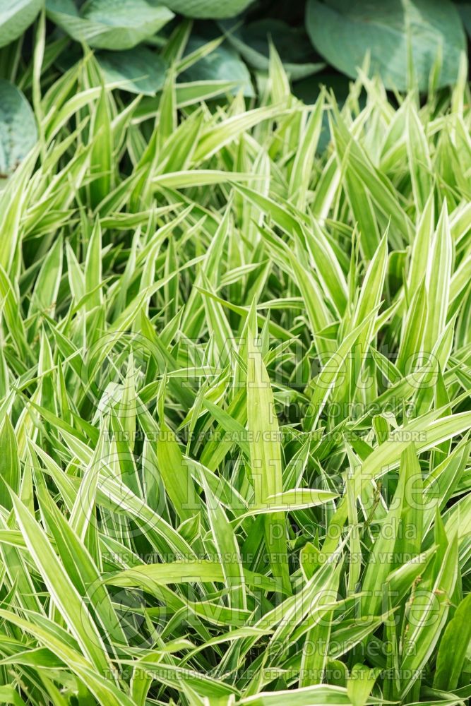 Carex Variegata (Broad-leaved Sedge Ornamental Grass) 3