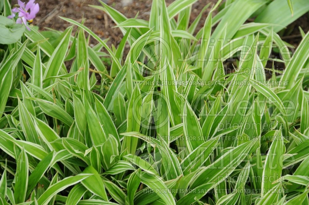 Carex Variegata (Broad-leaved Sedge Ornamental Grass) 1 