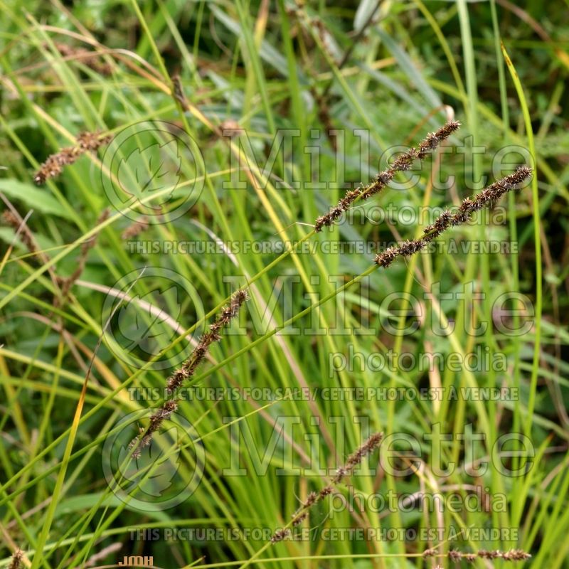 Carex sprengelii (Long Beaked Sedge Ornamental Grass) 2