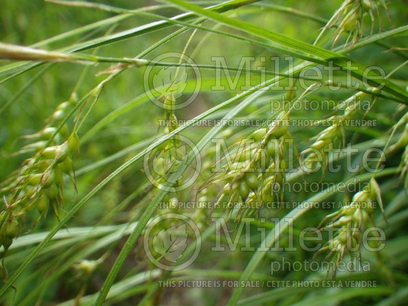 Carex sprengelii (Long Beaked Sedge Ornamental Grass) 3