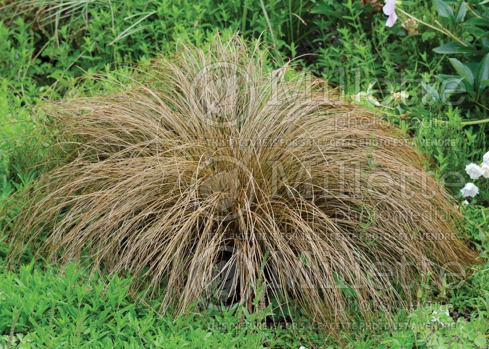 Carex testacea (New Zealand Hair Sedge Ornamental Grass) 8