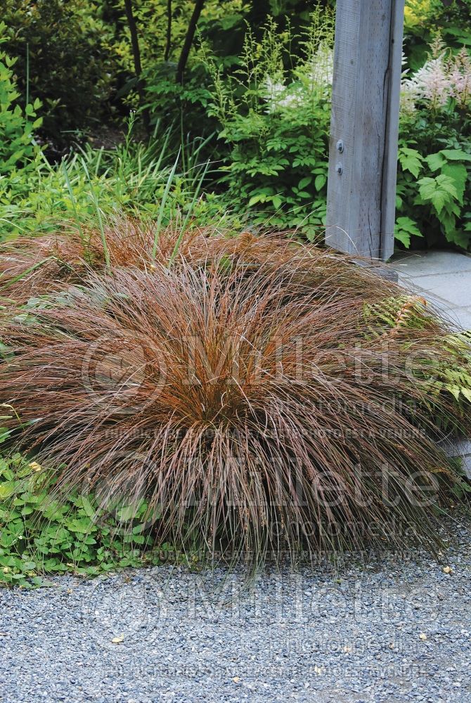 Carex testacea (New Zealand Hair Sedge Ornamental Grass) 9