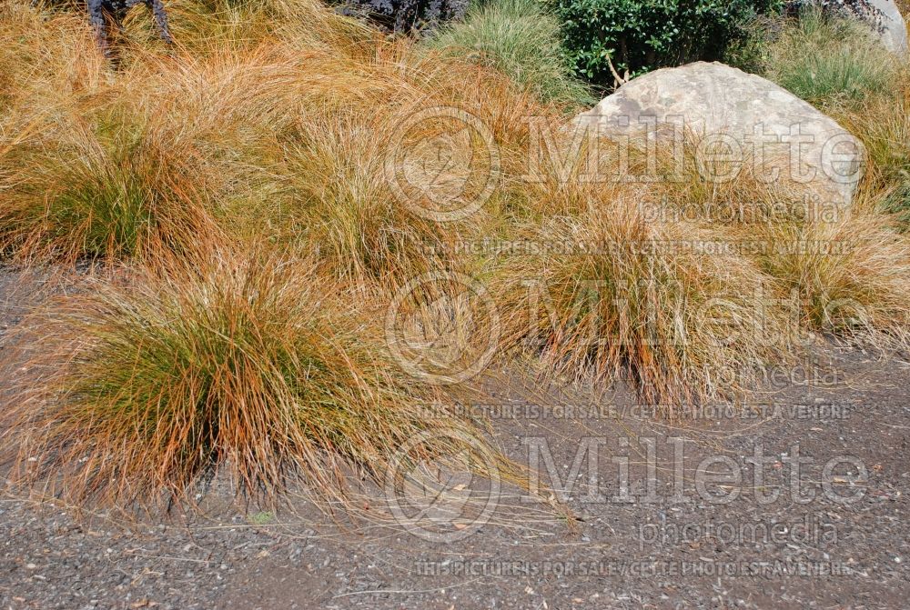 Carex testacea (New Zealand Hair Sedge Ornamental Grass) 11