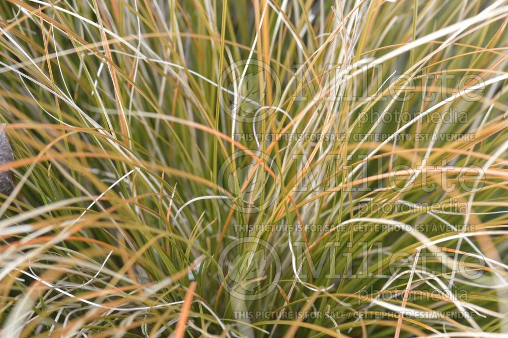 Carex testacea (New Zealand Hair Sedge Ornamental Grass) 6