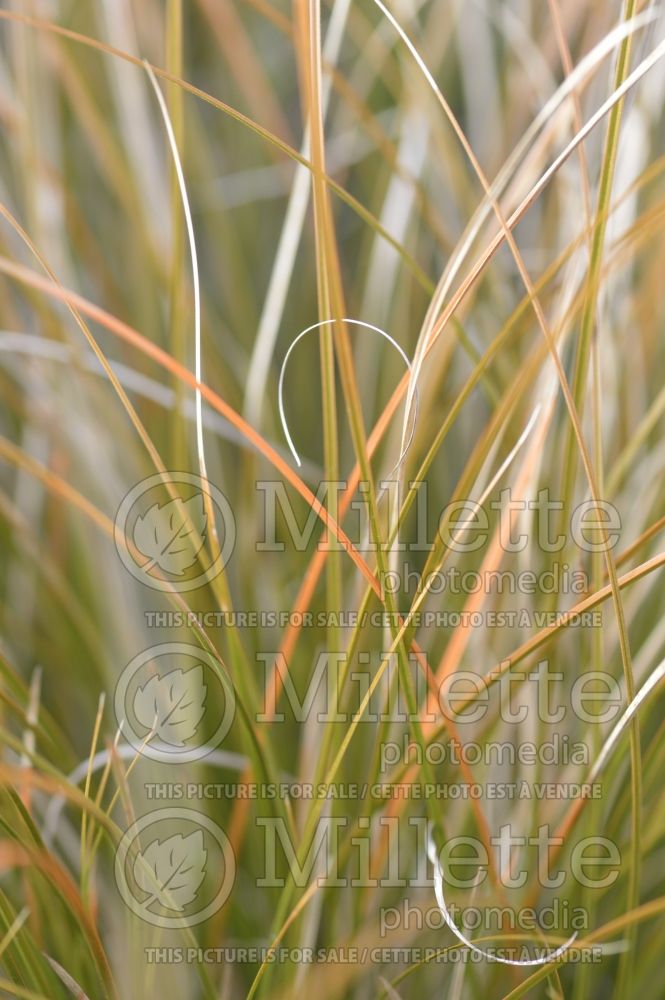 Carex testacea (New Zealand Hair Sedge Ornamental Grass) 7