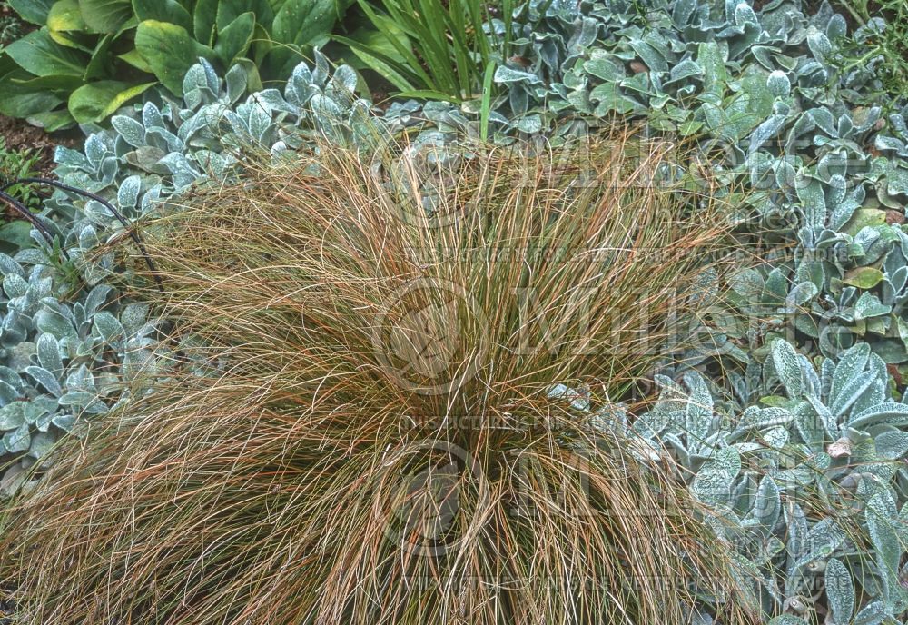 Carex testacea (New Zealand Hair Sedge Ornamental Grass) 10