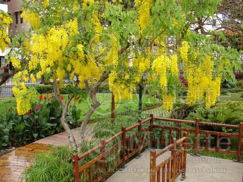 Cassia fistula (Golden shower tree) 3