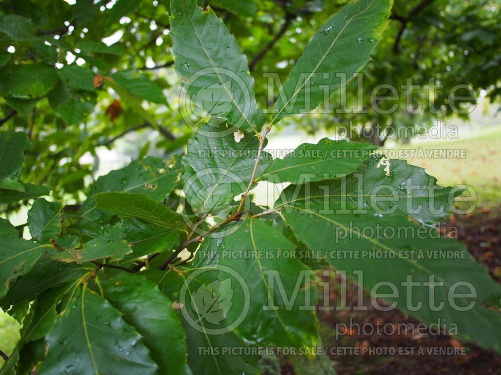 Castanea mollissima (Chinese chestnut) 4 