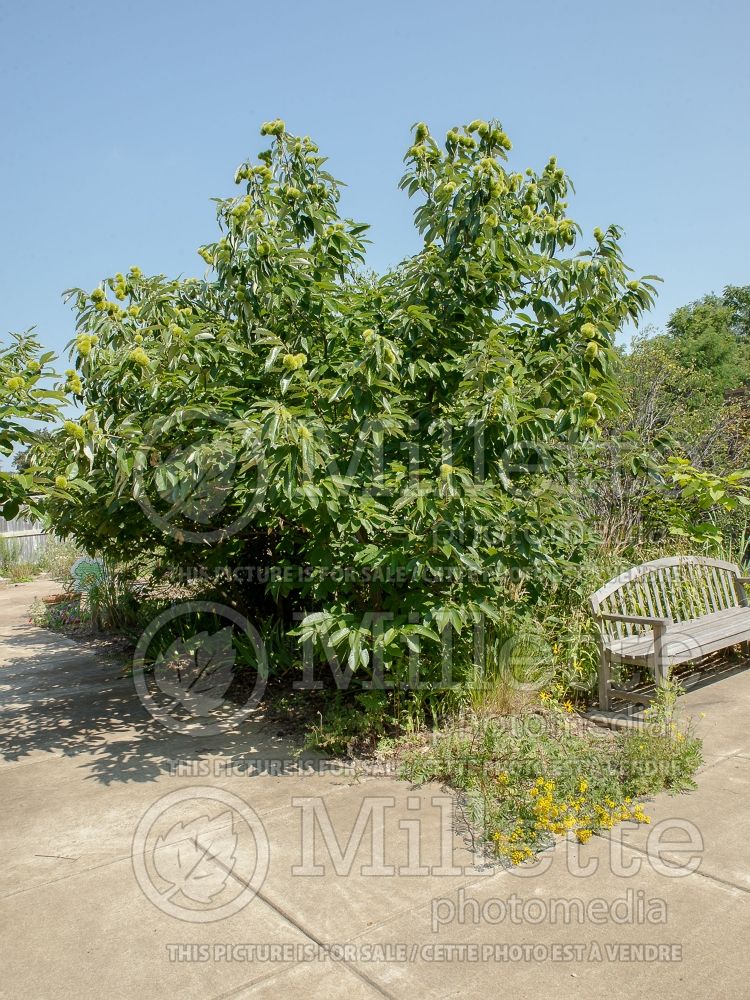 Castanea mollissima var careana (Korean Chestnut )  1 