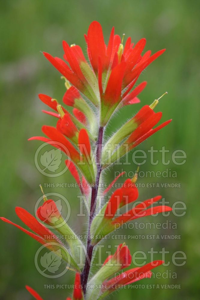 Castilleja coccinea (Scarlet Indian paintbrush or Scarlet painted-cup) 1