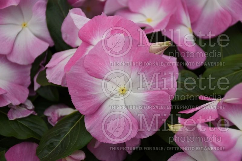 Catharanthus aka Vinca Mega Bloom Pink Halo (Vinca) 2 