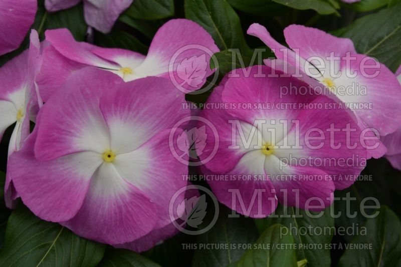 Catharanthus or Vinca roseus Mega Bloom Orchid Halo (Vinca Periwinkle) 3 