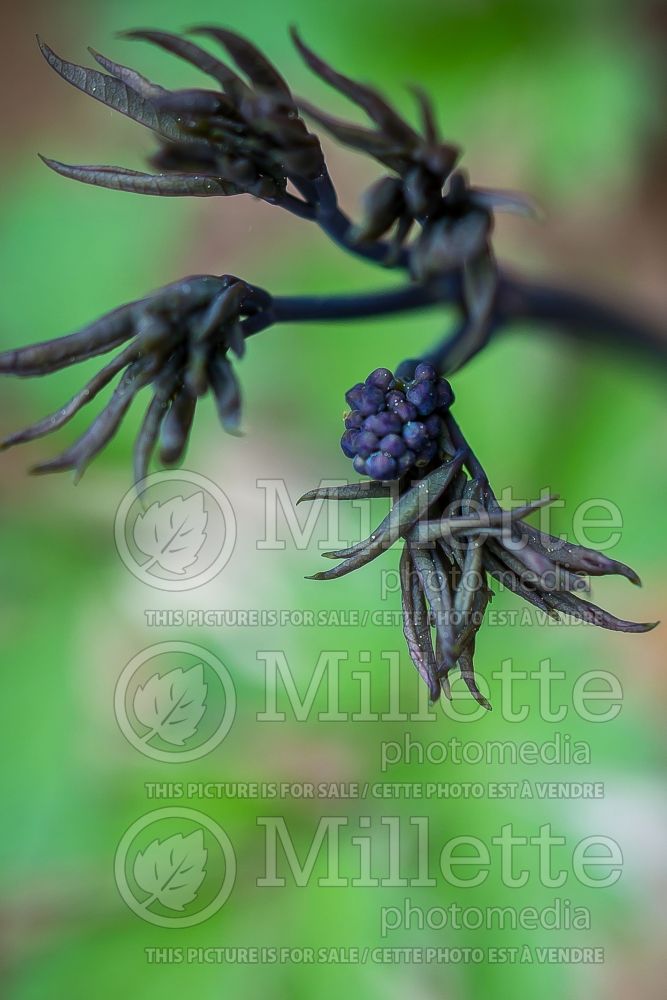 Caulophyllum thalictroides (blue cohosh) 1  