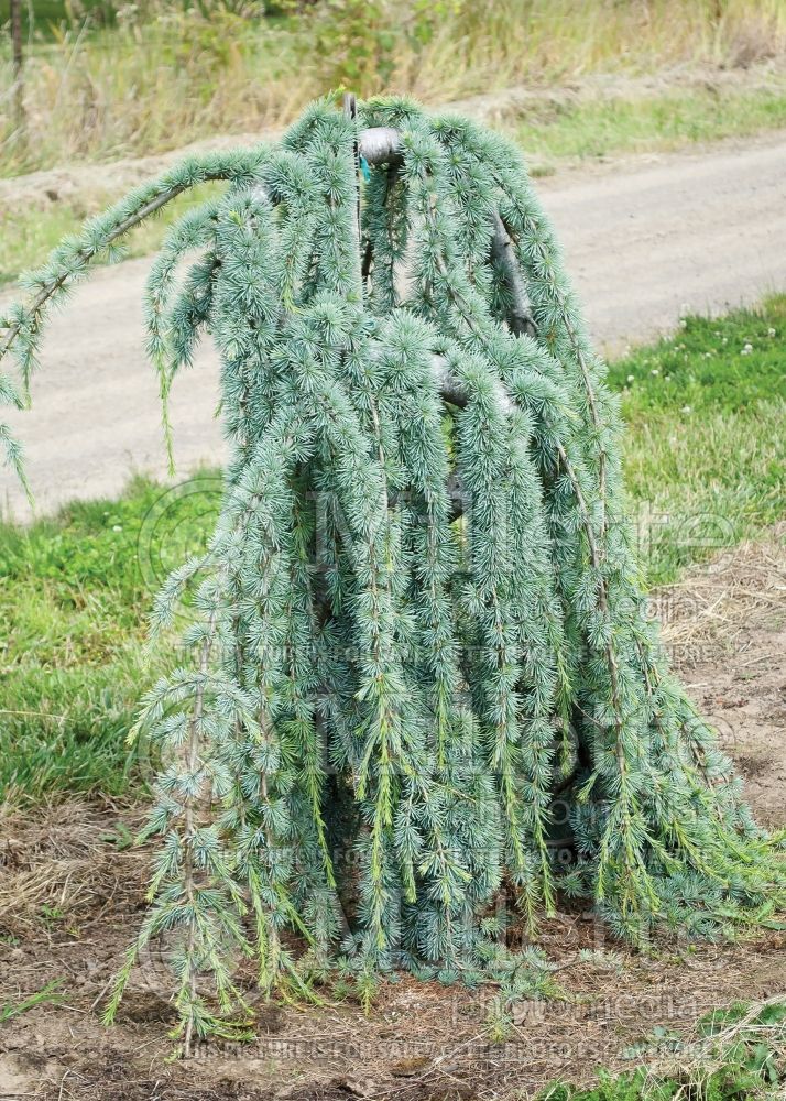 Cedrus Glauca Pendula (Cedar conifer) 9