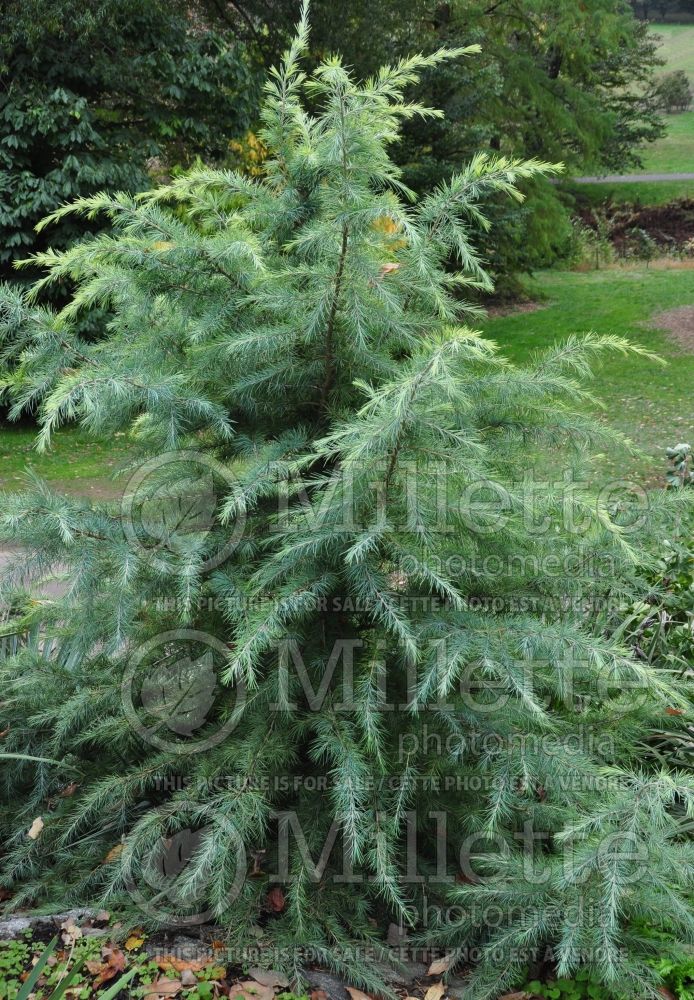 Cedrus Silver Mist (Himalayan Cedar conifer) 1 