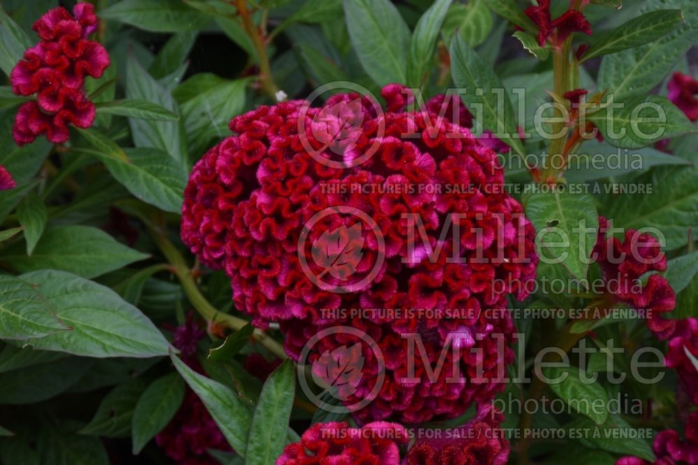 Celosia Twisted Red Improved (Cockscomb) 1