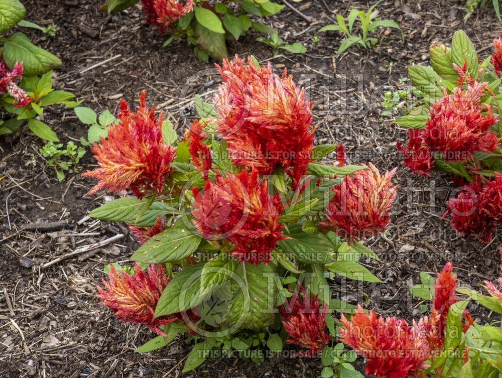 Celosia First Flame Scarlet (Cockscomb) 1