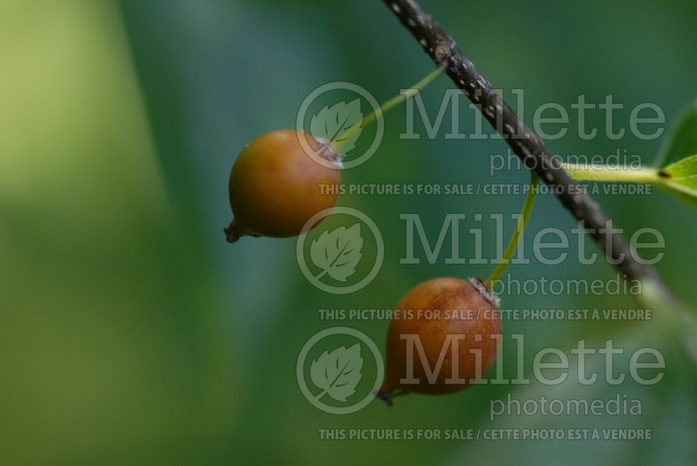 Celtis occidentalis - fruit (Common hackberry) 7 