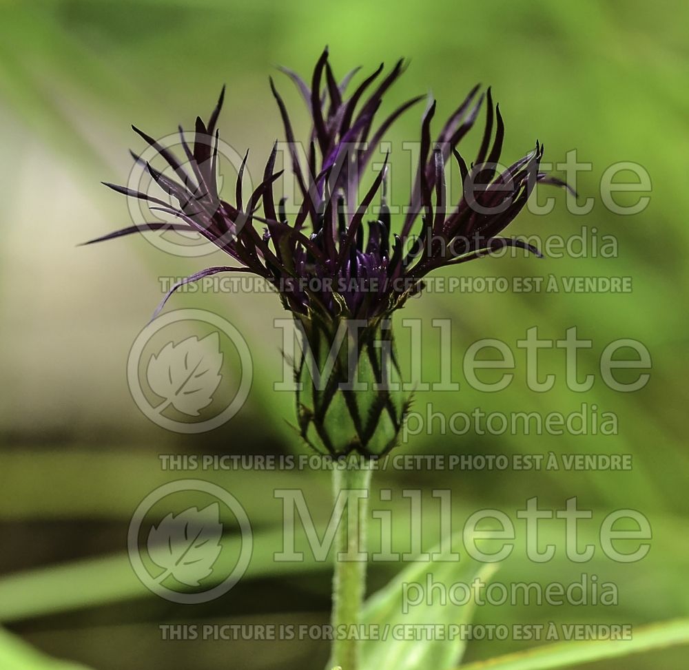 Centaurea Black Sprite (Bachelor's Button) 3 