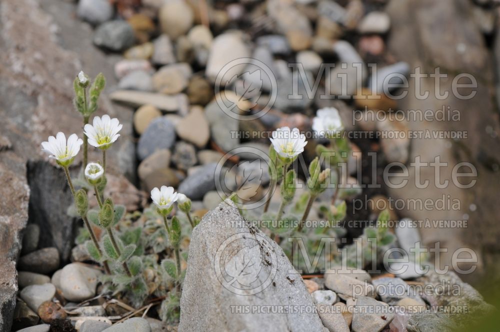 Cerastium alpinum (Alpine mouse-ear chickweed) 1 