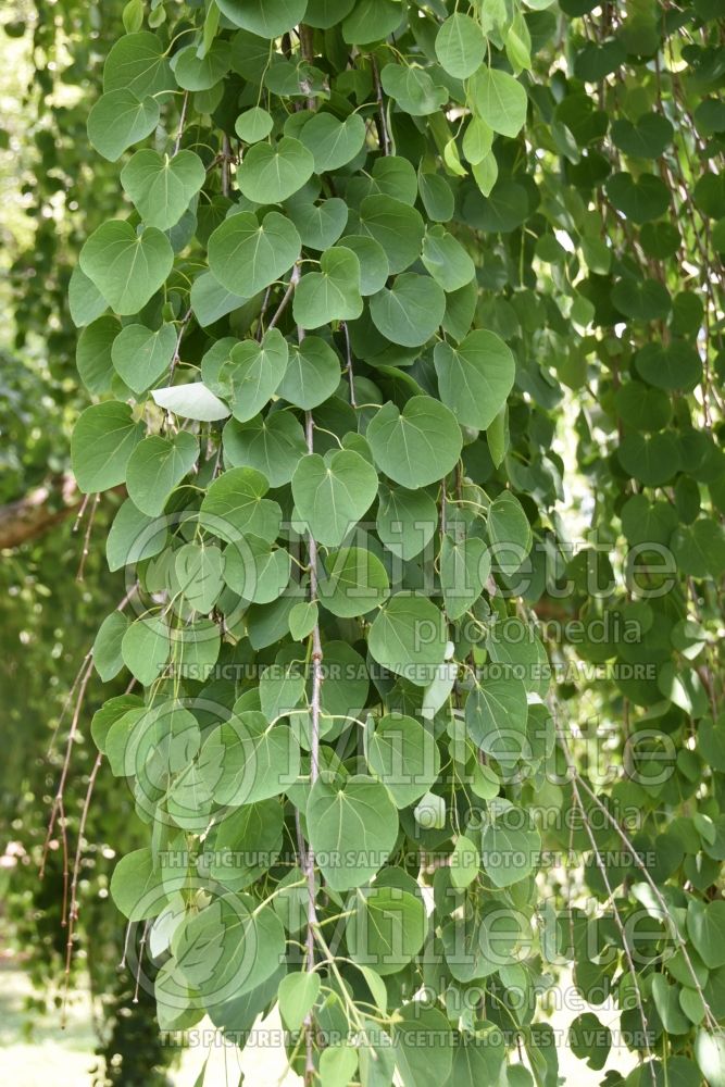 Cercidiphyllum Morioka Weeping (Katsuratree Judas-tree) 1 