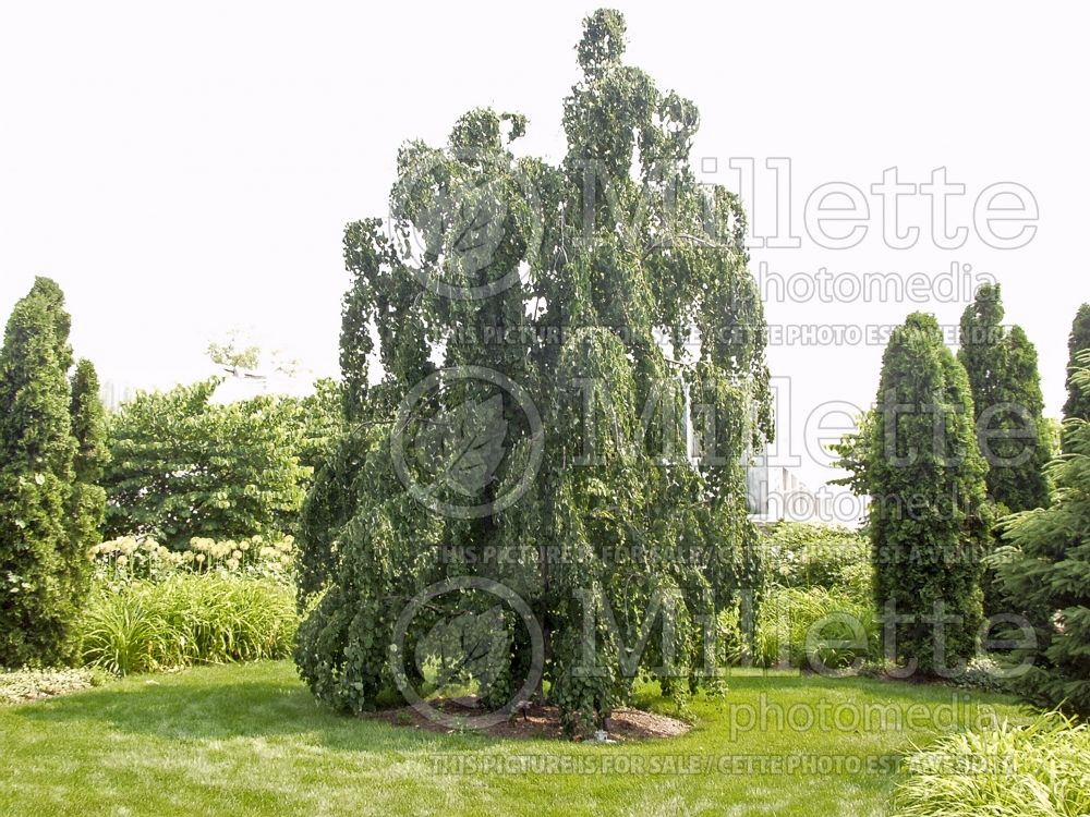 Cercidiphyllum Pendula (Katsura Tree) 6 