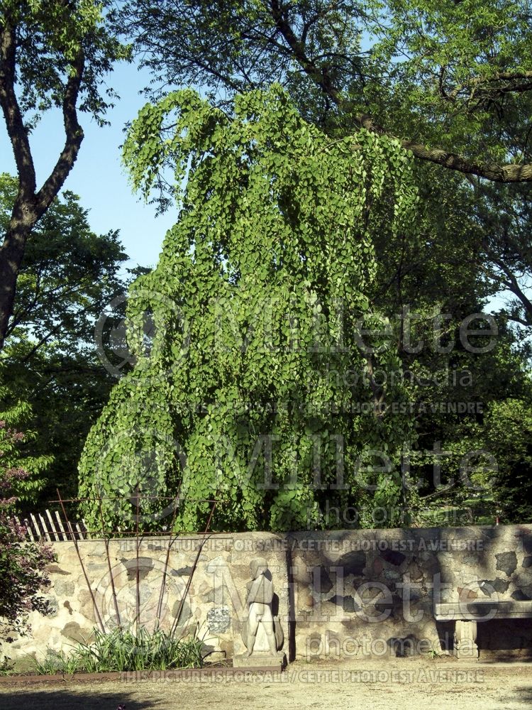 Cercidiphyllum Pendula (Katsura Tree) 5 