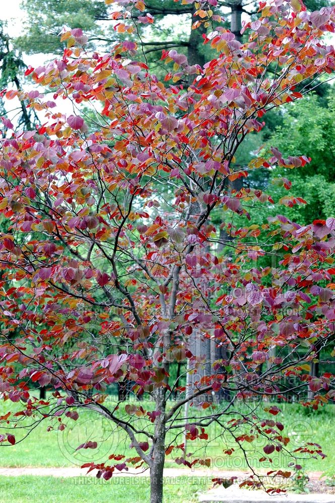 Cercis Forest Pansy (Redbud) 3 
