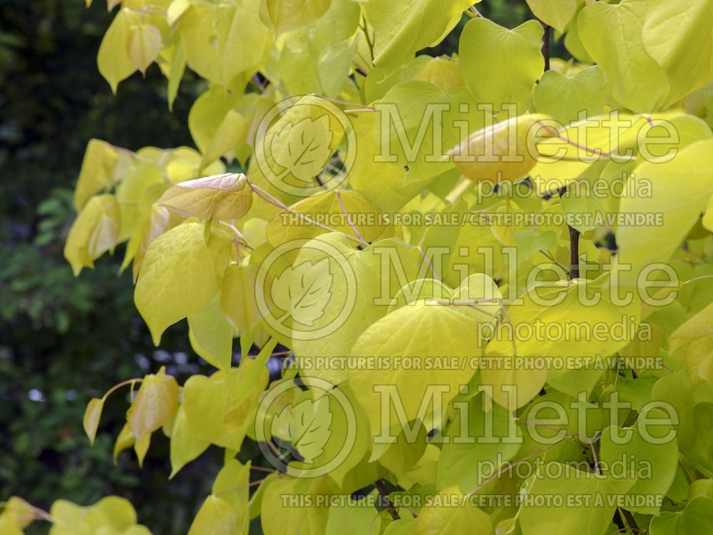 Cercis Hearts of Gold (Redbud) 5  