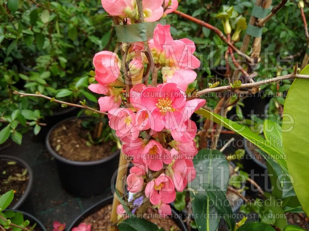 Chaenomeles Pink Lady (Japanese quince - Coing) 2
