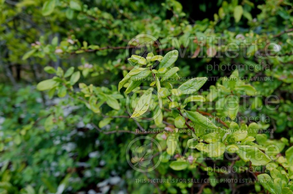 Chaenomeles Contorta (flowering quince) 1