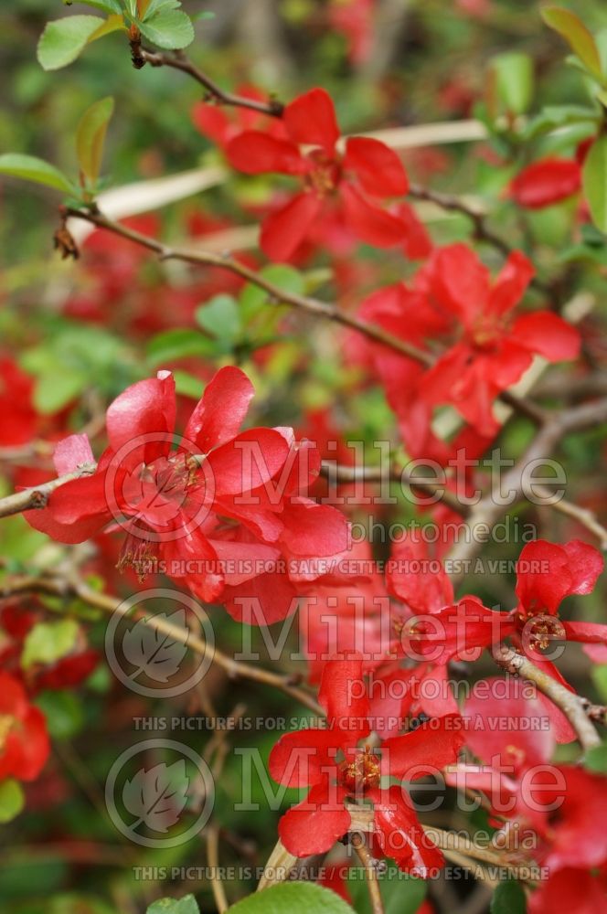 Chaenomeles Texas Scarlet (Quince) 1