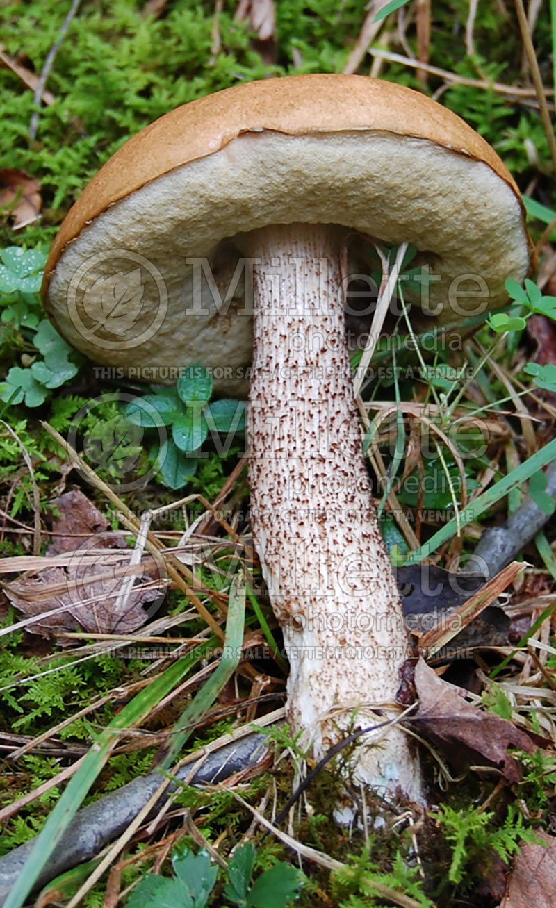Chalciporus piperatus or Boletus piperatus (Peppery Bolete) (Edible mushroom) 11 