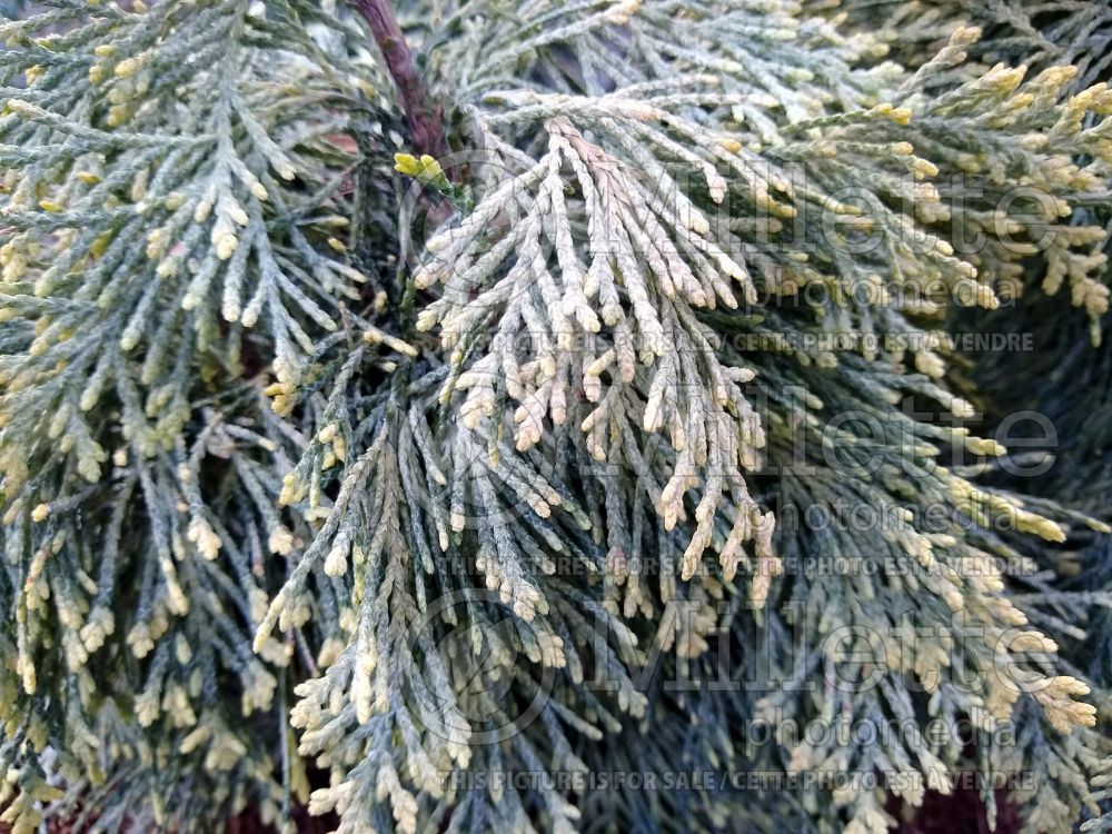 Chamaecyparis Summer Snow (False Cypress conifer) 2 