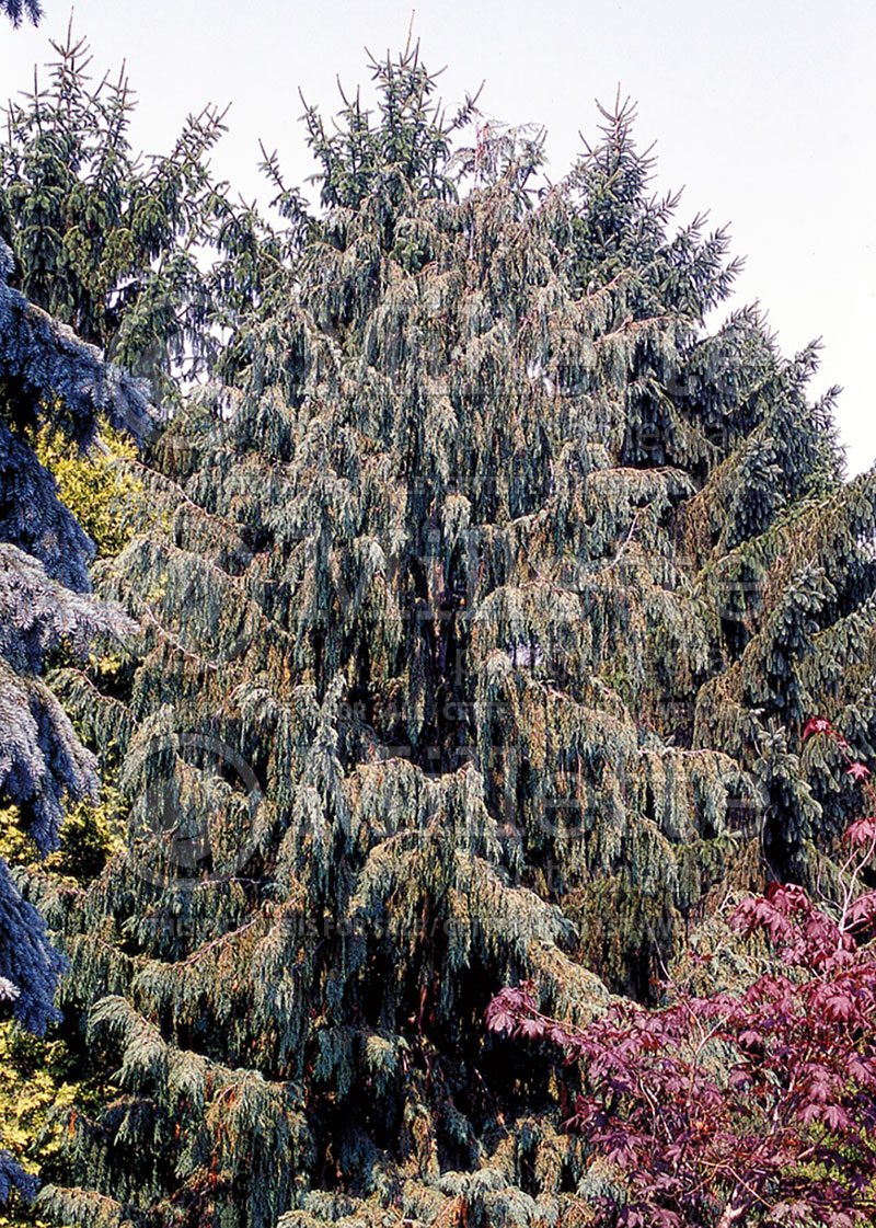 Chamaecyparis Glauca (False Cypress conifer) 1 