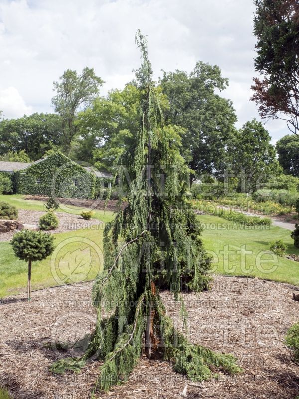 Chamaecyparis Jubilee (False Cypress conifer) 2 