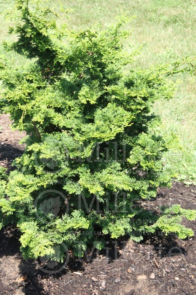 Chamaecyparis Gracilis (False Cypress conifer) 1