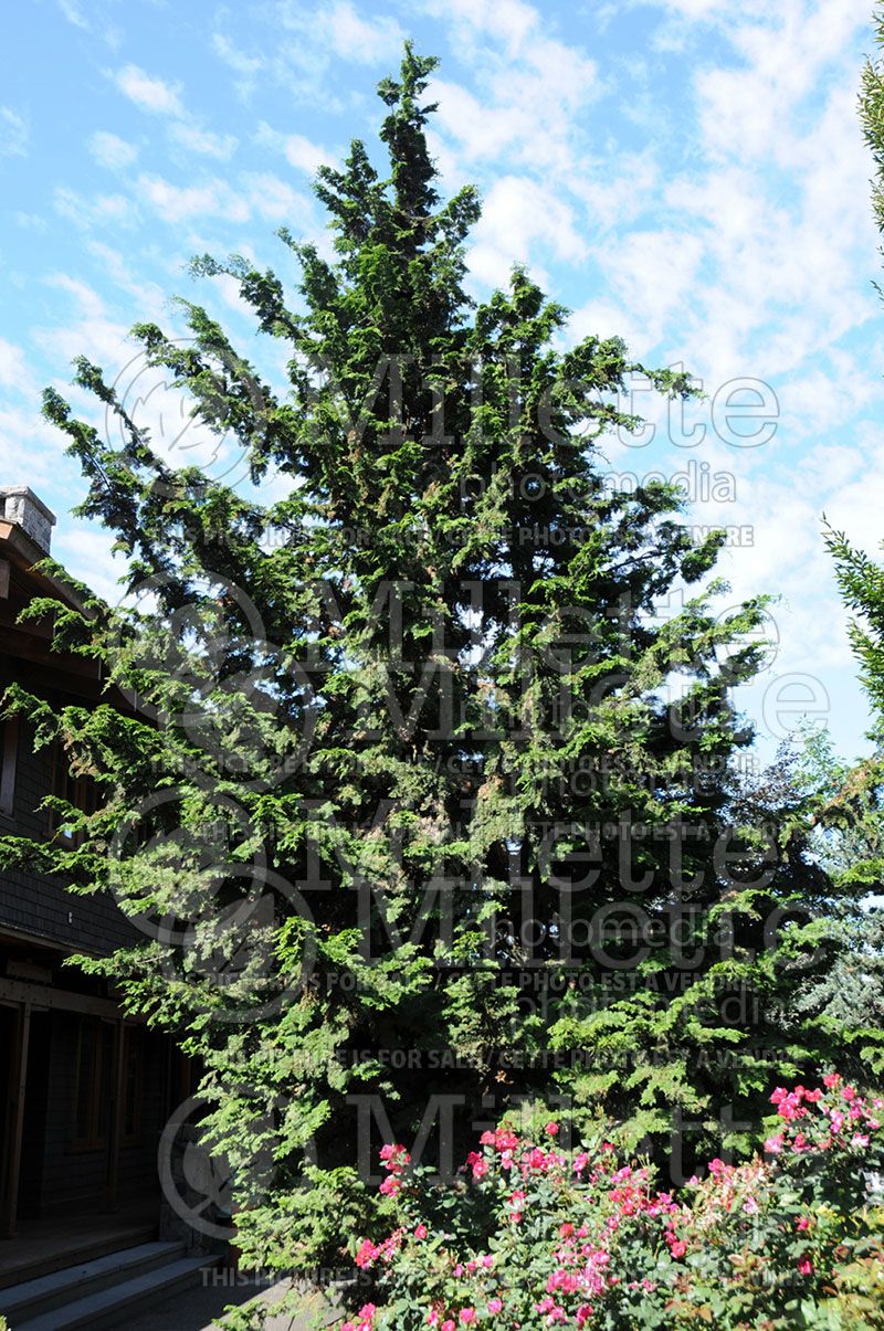 Chamaecyparis Gracilis (False Cypress conifer) 2