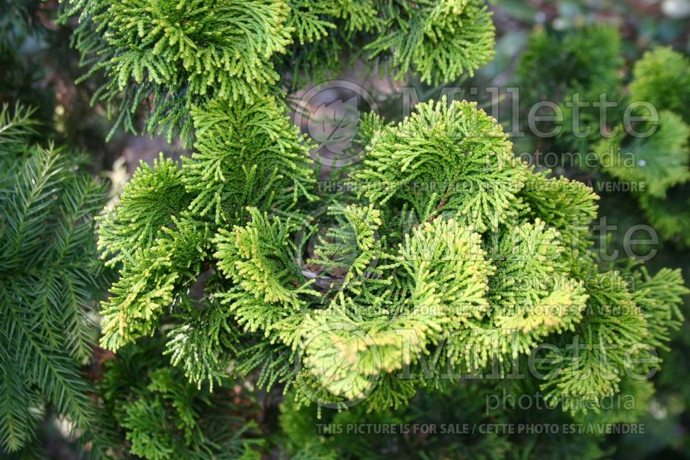 Chamaecyparis Nana Lutea (Hinoki False Cypress conifer) 12 