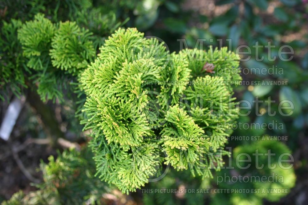 Chamaecyparis Nana Lutea (Hinoki False Cypress conifer) 13 