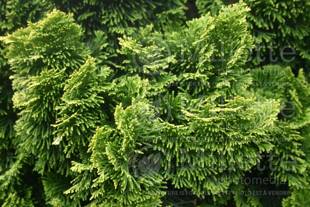 Chamaecyparis Nana Lutea (Hinoki False Cypress conifer) 8 