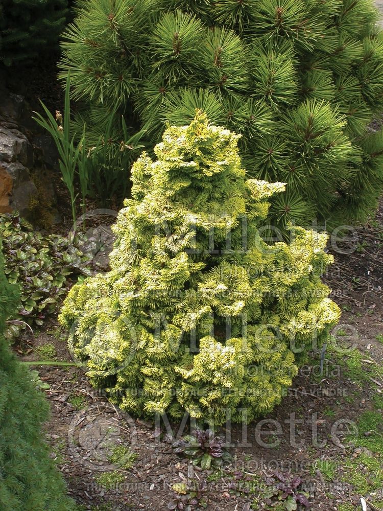 Chamaecyparis Nana Lutea (Hinoki False Cypress conifer) 3 