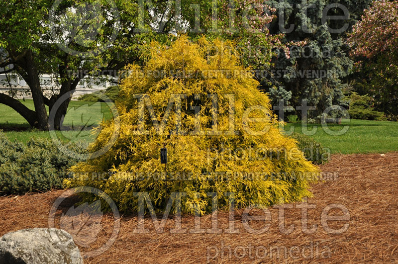 Chamaecyparis Filifera Golden Mop (False Cypress conifer) 3