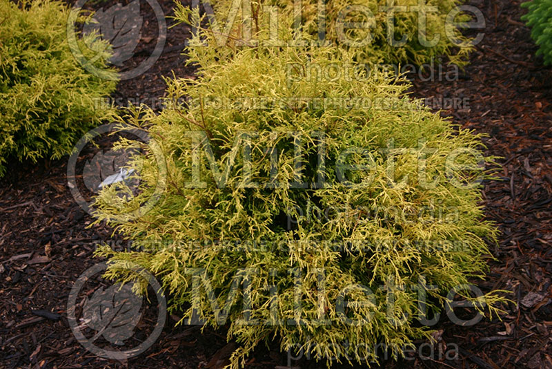 Chamaecyparis Filifera Golden Mop (False Cypress conifer) 1