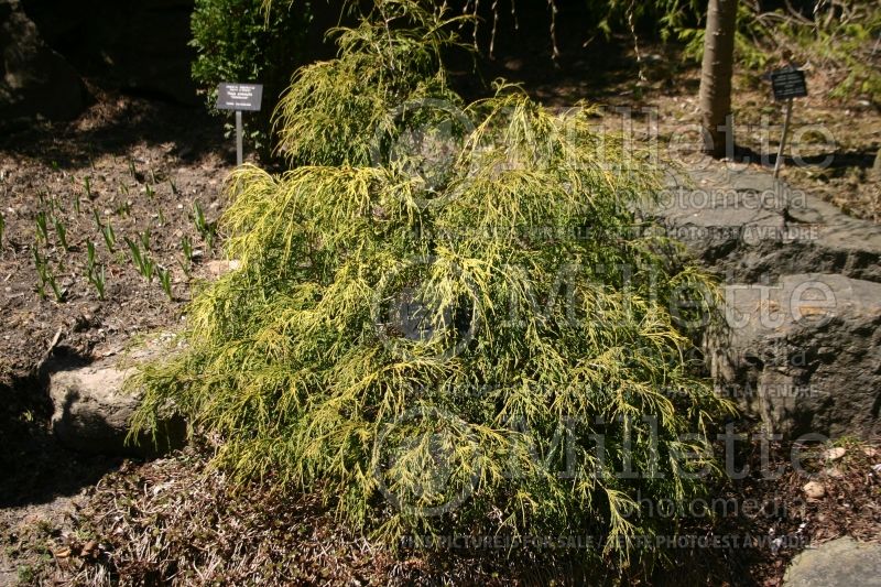 Chamaecyparis Filifera Sungold (False Cypress conifer) 3 