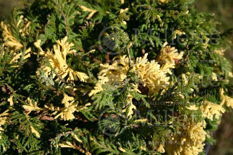 Chamaecyparis Gold Dust (Sawara False Cypress conifer) 1 