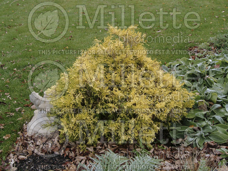 Chamaecyparis Filifera Golden Mop (False Cypress conifer) 13