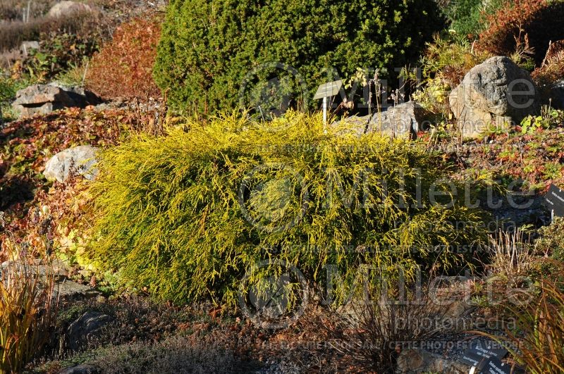 Chamaecyparis Filifera Golden Mop (False Cypress conifer) 15